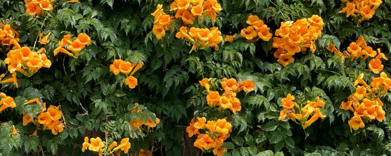 凌霄花冬季会不会落叶，叶片掉落后来年春季会重新长出