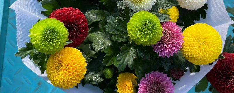 乒乓菊夏天能不能晒太阳，可以接受早上或傍晚的散射光