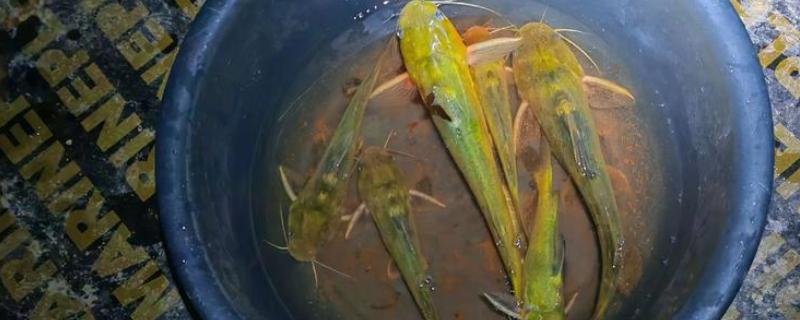 黄骨鱼和黄辣丁的区别，二者是对同一种鱼的不同称呼