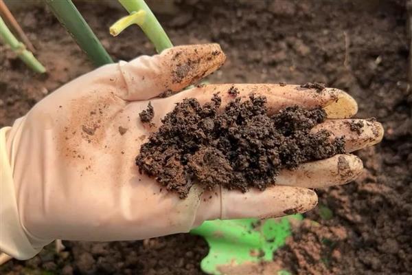 怎么养网红菠萝花，适宜生活在温暖的环境中