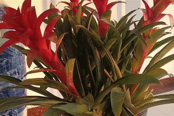 怎么养网红菠萝花，适宜生活在温暖的环境中