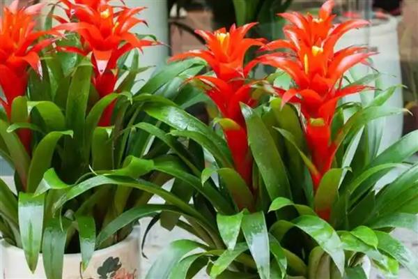 怎么养网红菠萝花，适宜生活在温暖的环境中