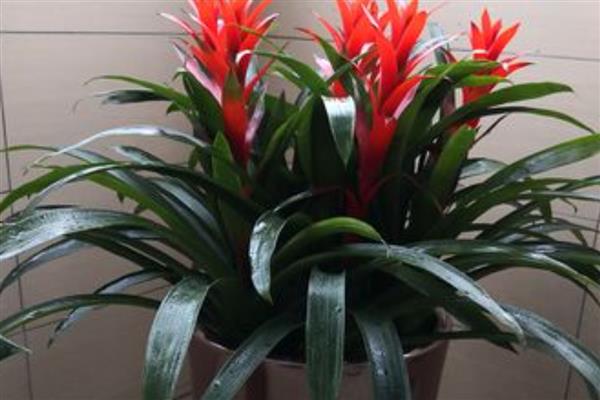 怎么养网红菠萝花，适宜生活在温暖的环境中