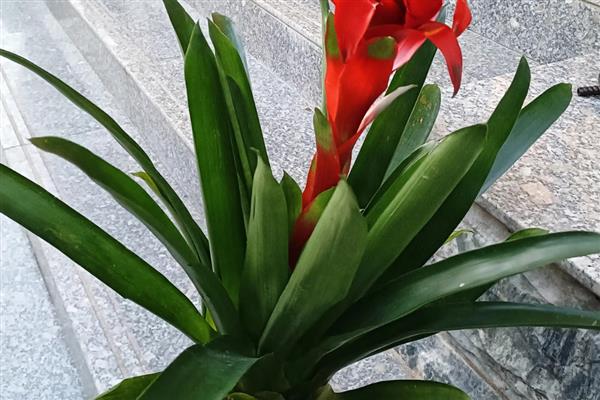 怎么养网红菠萝花，适宜生活在温暖的环境中