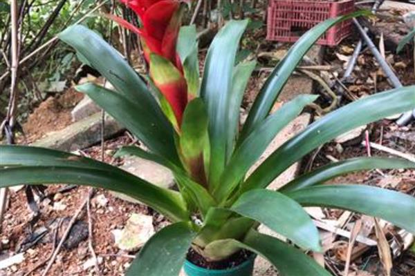 怎么养网红菠萝花，适宜生活在温暖的环境中