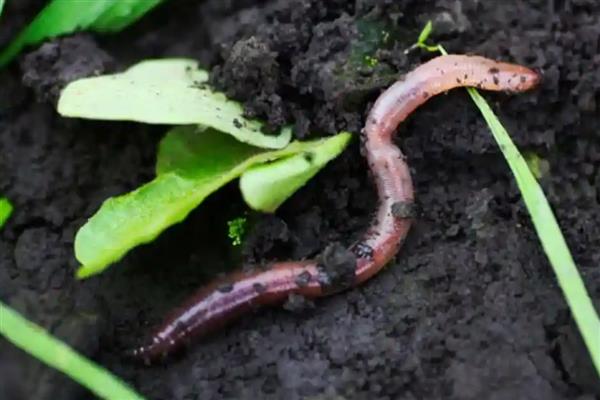 蚯蚓有什么习性,具有喜暗畏光、喜温畏寒等特点