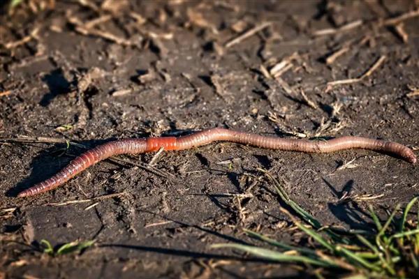 蚯蚓有什么习性,具有喜暗畏光、喜温畏寒等特点