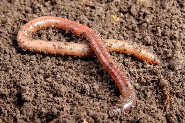 蚯蚓有什么习性,具有喜暗畏光、喜温畏寒等特点