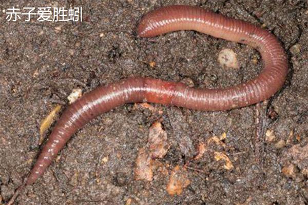 蚯蚓有什么习性,具有喜暗畏光、喜温畏寒等特点