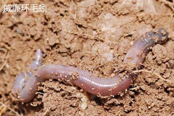 蚯蚓有什么习性,具有喜暗畏光、喜温畏寒等特点