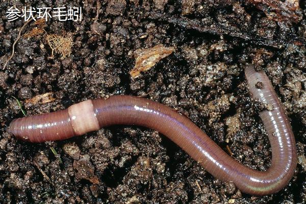 蚯蚓有什么习性,具有喜暗畏光、喜温畏寒等特点