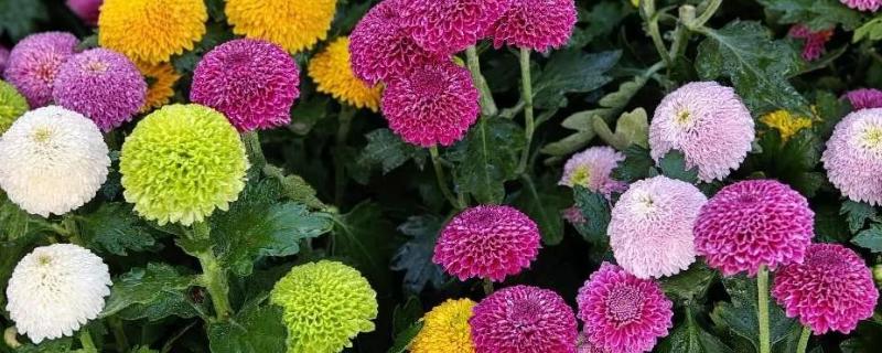 乒乓菊的播种时间，4-5月份播种为佳