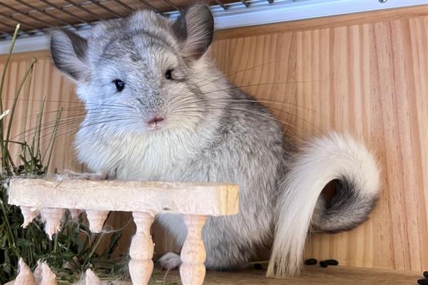 龙猫便秘有什么症状,颜色较深、形状不规整