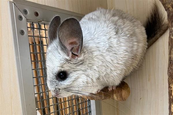 龙猫便秘有什么症状,颜色较深、形状不规整