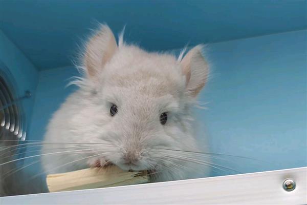 龙猫便秘有什么症状,颜色较深、形状不规整