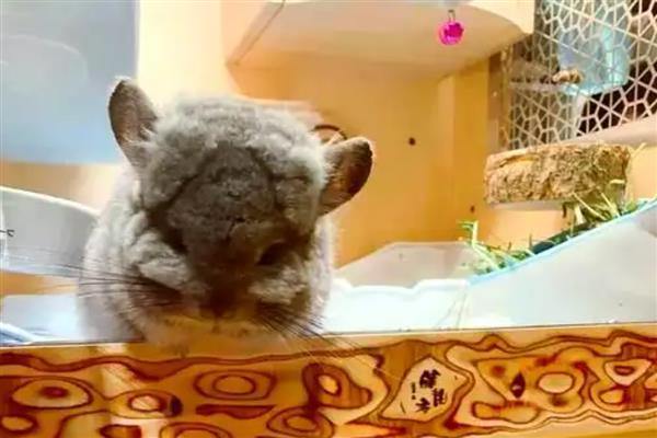 龙猫便秘有什么症状,颜色较深、形状不规整