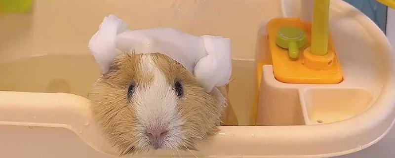 荷兰猪如何洗澡，全身清洗要注意洗完一定要吹干