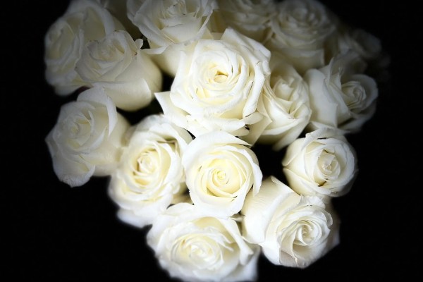 白色玫瑰的花语，花语是纯洁、尊敬等