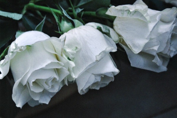 白色玫瑰的花语，花语是纯洁、尊敬等