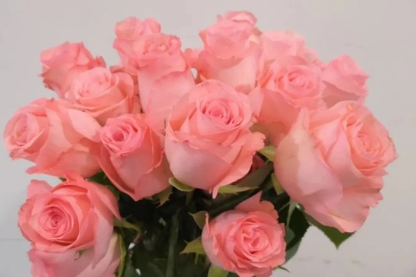 白色玫瑰的花语，花语是纯洁、尊敬等