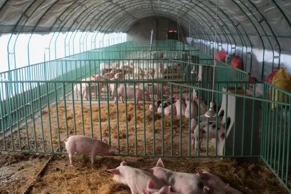 养殖大棚怎么搭建,主体结构使用热浸镀锌钢管