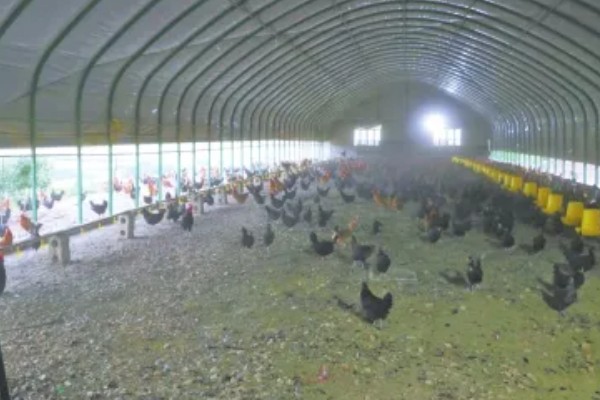 养殖大棚怎么搭建,主体结构使用热浸镀锌钢管