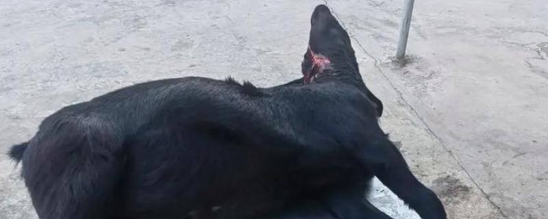 杀羊如何放血，常用方法是切断血管、气管和食管