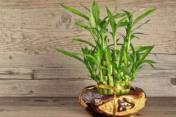 富贵竹的种植方法，每年春季换一次盆