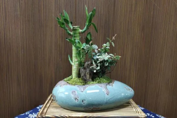 富贵竹的种植方法，每年春季换一次盆