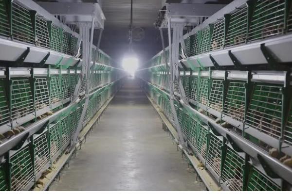 鸡舍熏蒸消毒的注意事项，在消毒的时候要将鸡舍密封