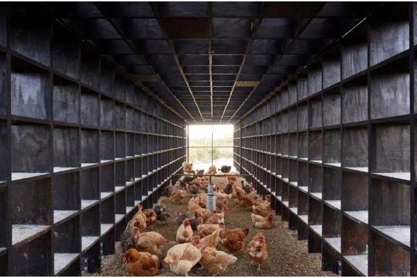 鸡舍熏蒸消毒的注意事项，在消毒的时候要将鸡舍密封