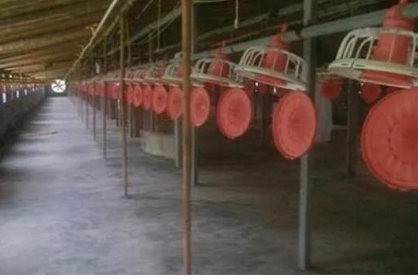 鸡舍熏蒸消毒的注意事项，在消毒的时候要将鸡舍密封