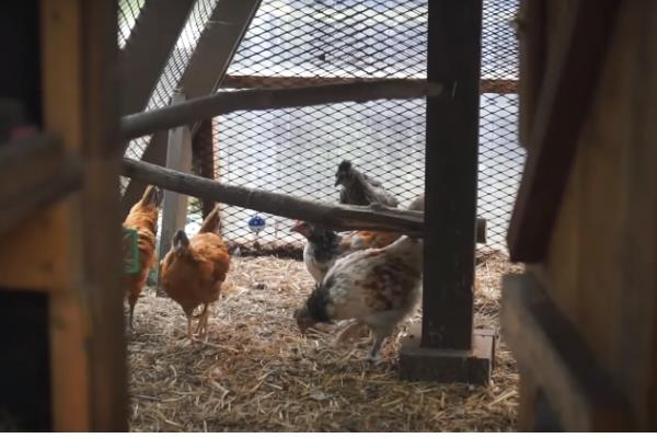 鸡舍熏蒸消毒的注意事项，在消毒的时候要将鸡舍密封