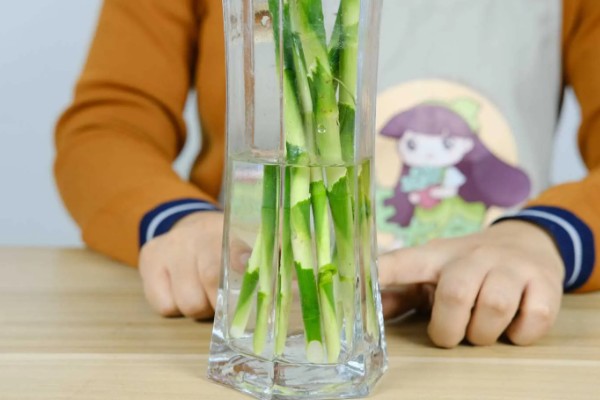 富贵竹的种植方法，每年春季换一次盆