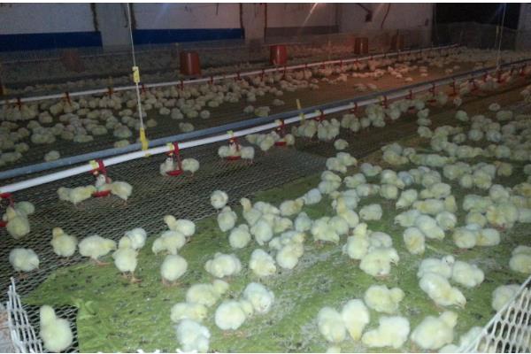 鸡舍熏蒸消毒的注意事项，在消毒的时候要将鸡舍密封