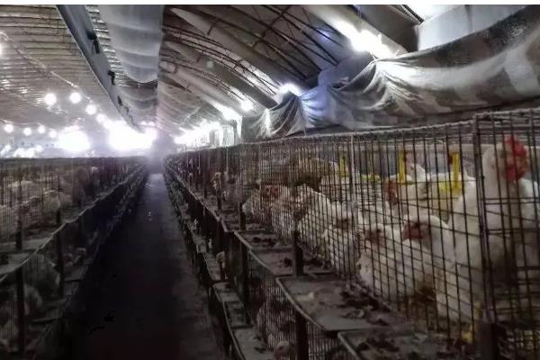 鸡舍熏蒸消毒的注意事项，在消毒的时候要将鸡舍密封