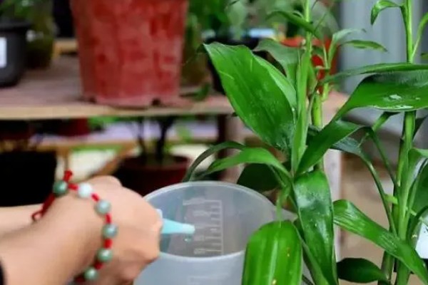 富贵竹的种植方法，每年春季换一次盆