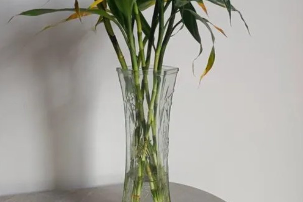 富贵竹的种植方法，每年春季换一次盆