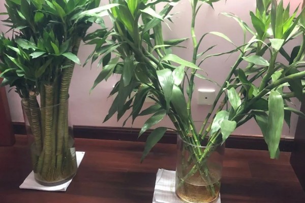 富贵竹的种植方法，每年春季换一次盆