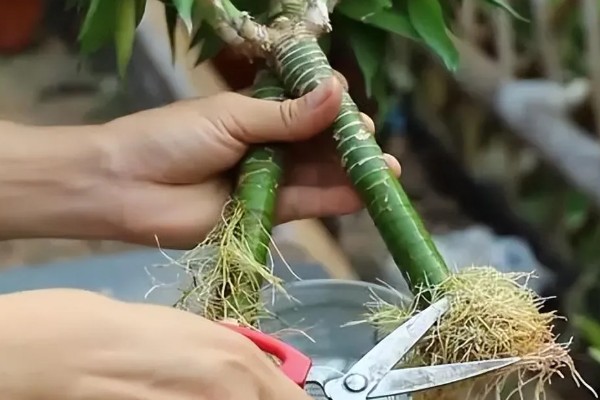 富贵竹的种植方法，每年春季换一次盆