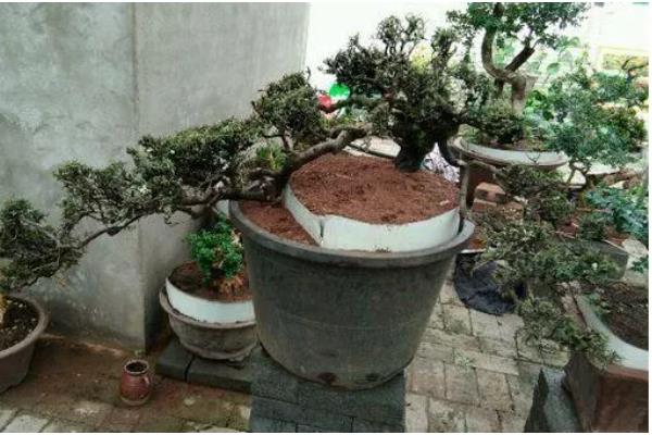 小石积如何养根，生长期每隔10-15天施肥一次