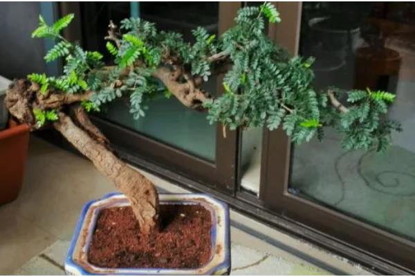 小石积如何养根，生长期每隔10-15天施肥一次