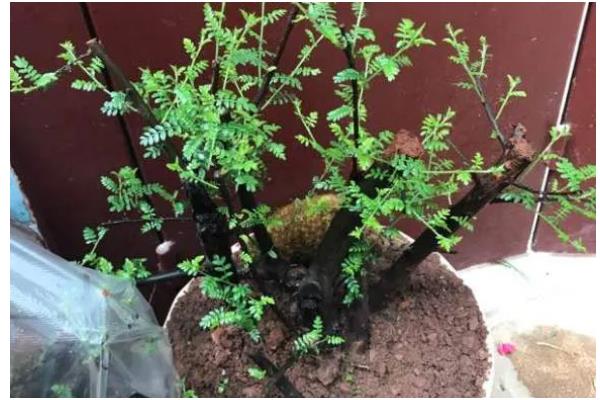 小石积如何养根，生长期每隔10-15天施肥一次