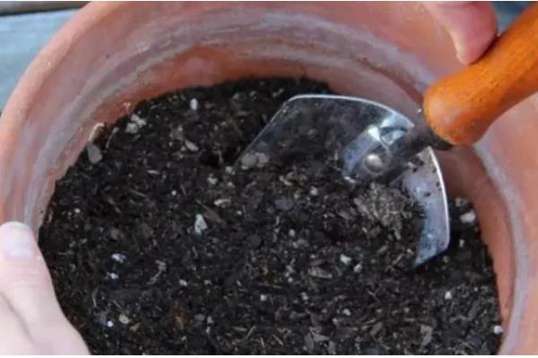 小石积如何养根，生长期每隔10-15天施肥一次