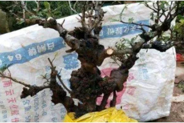 小石积如何养根，生长期每隔10-15天施肥一次