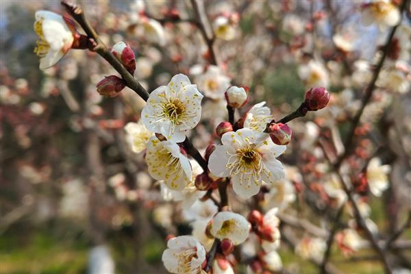 梅花有何特点，花朵单生或两朵同生于一芽中