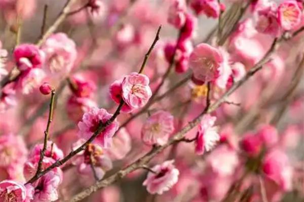 梅花有何特点，花朵单生或两朵同生于一芽中