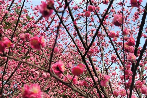 梅花有何特点，花朵单生或两朵同生于一芽中