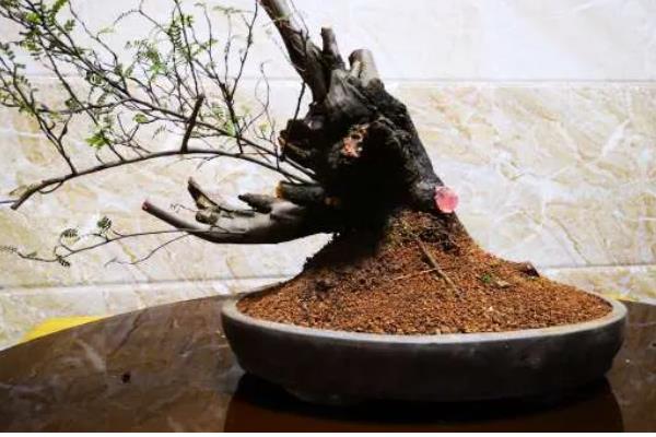 小石积如何养根，生长期每隔10-15天施肥一次