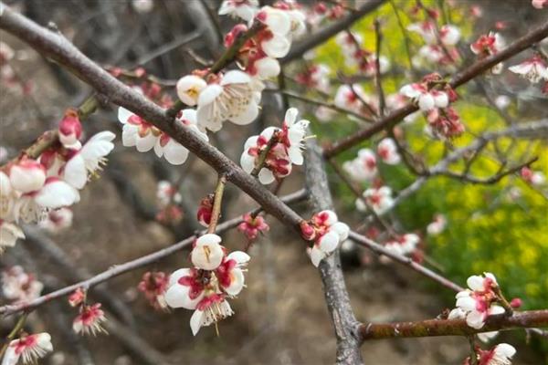 梅花有何特点，花朵单生或两朵同生于一芽中